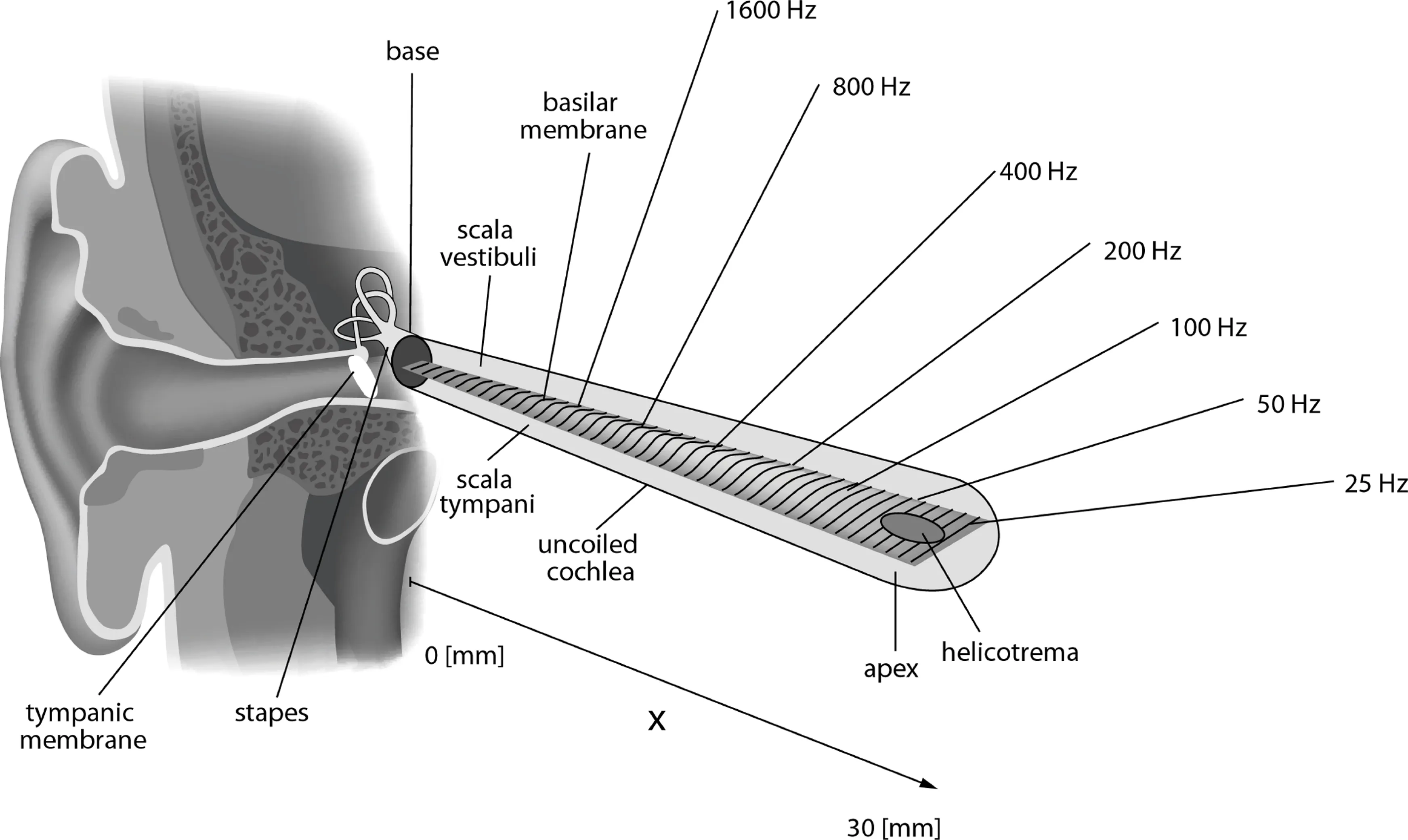 Uncoiled cochlea with basilar membrane, showing frequency regions from 1600 Hz at the base to 25 Hz at the apex